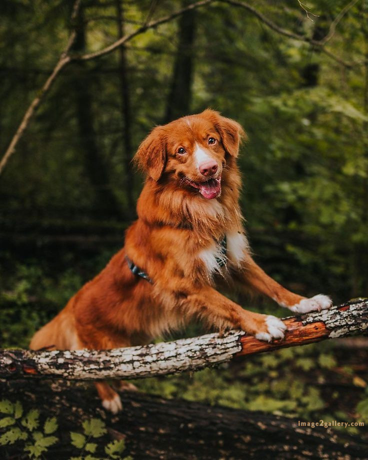 1100+ Dog Images Free Download | Cute Dog Pictures | 384 dog images -(20)