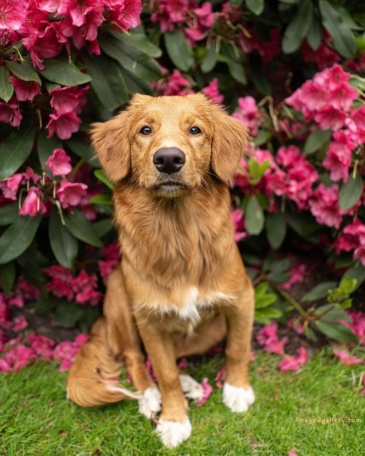 1100+ Dog Images Free Download | Cute Dog Pictures | 377 dog images -(22)