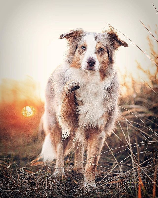 1100+ Dog Images Free Download | Cute Dog Pictures | 397 dog images -(1)