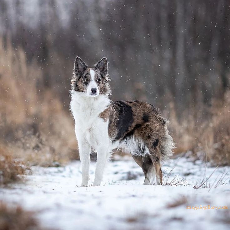 1100+ Dog Images Free Download | Cute Dog Pictures | 399 dog images -(4)