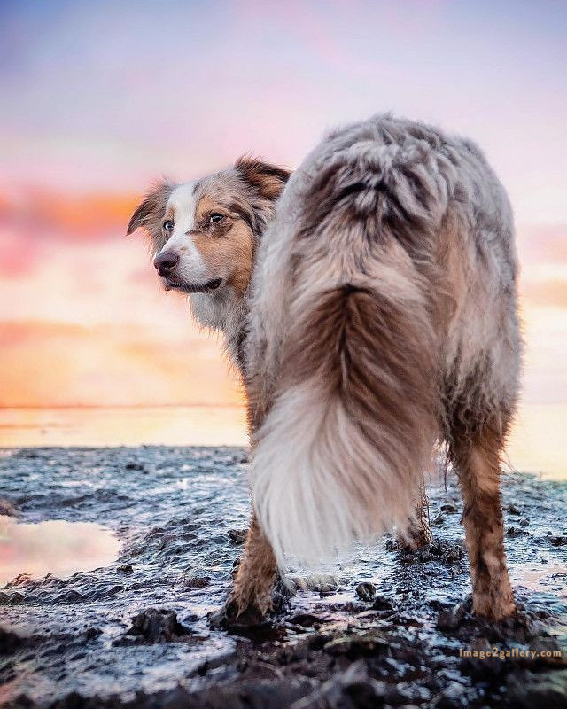 1100+ Dog Images Free Download | Cute Dog Pictures | 391 dog images -(6)
