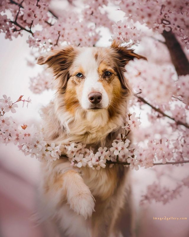 1100+ Dog Images Free Download | Cute Dog Pictures | 393 dog images -(7)