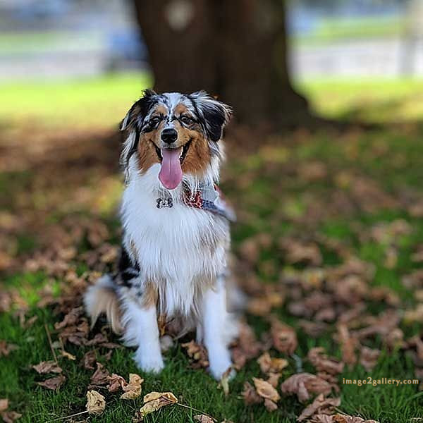 1100+ Dog Images Free Download | Cute Dog Pictures | 392 dog images -(8)