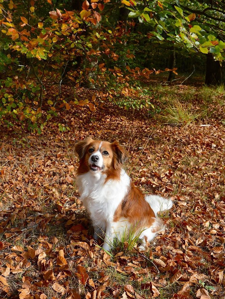 1100+ Dog Images Free Download | Cute Dog Pictures | 394 dog images -(9)