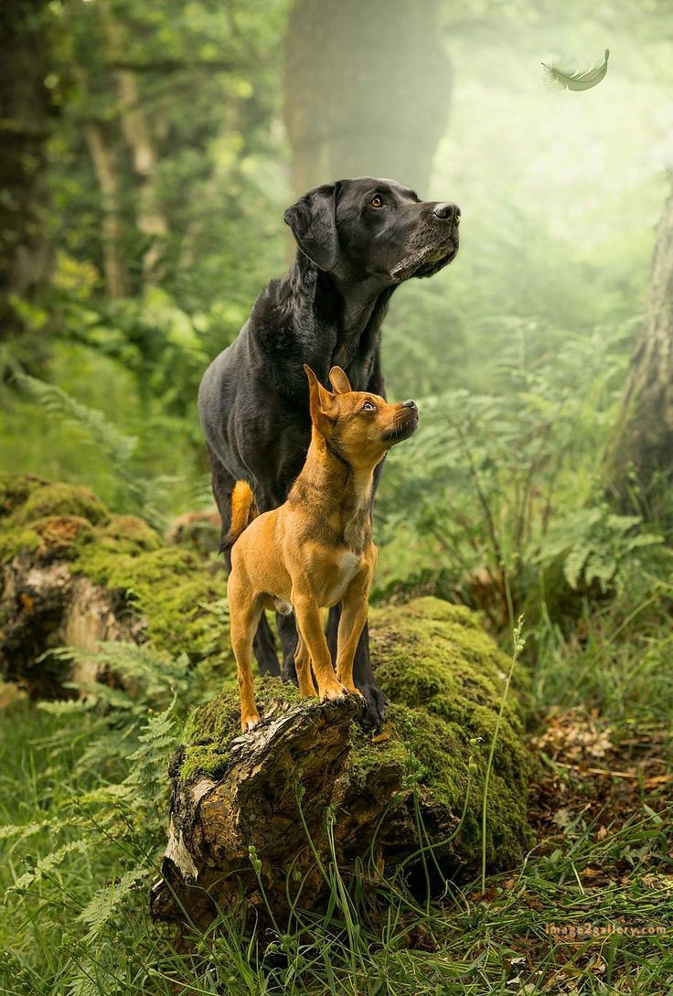 1100+ Dog Images Free Download | Cute Dog Pictures | 345 dog images cute -