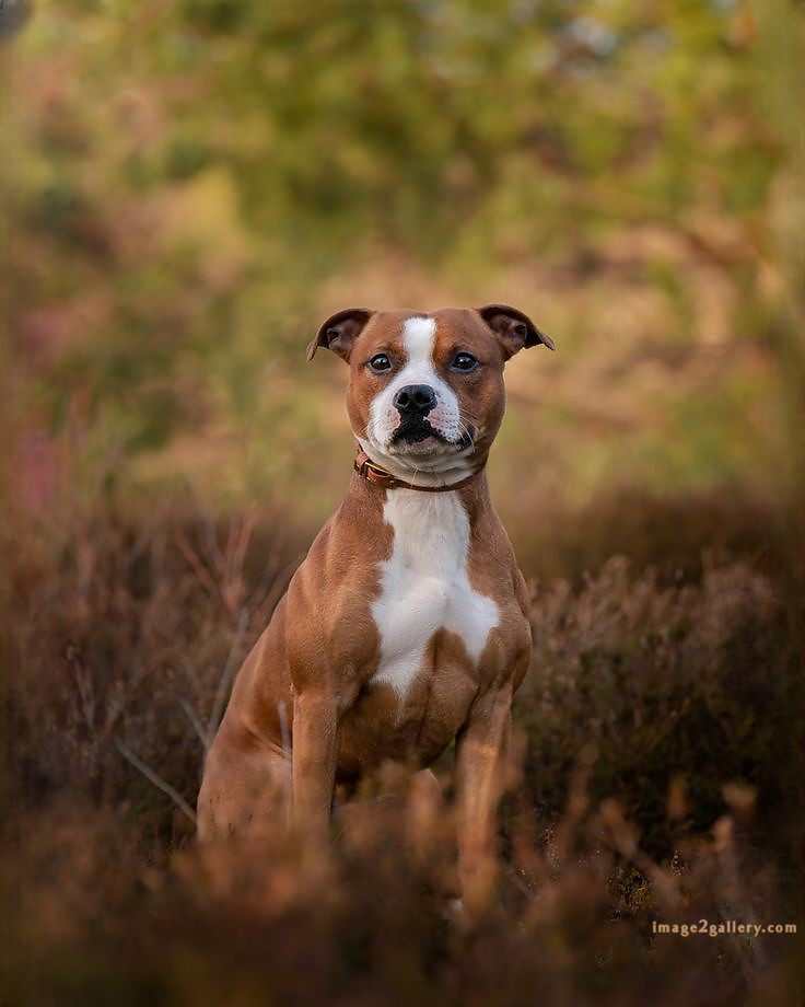 1100+ Dog Images Free Download | Cute Dog Pictures | 379 dog images cute -(1)