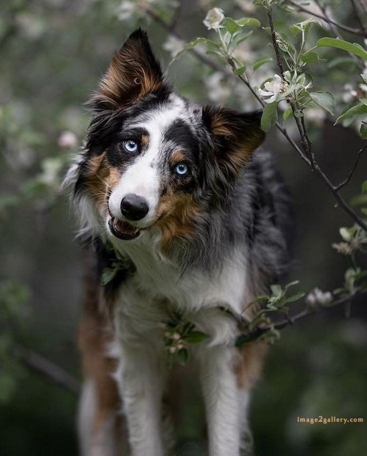1100+ Dog Images Free Download | Cute Dog Pictures | 365 dog images cute -(11)