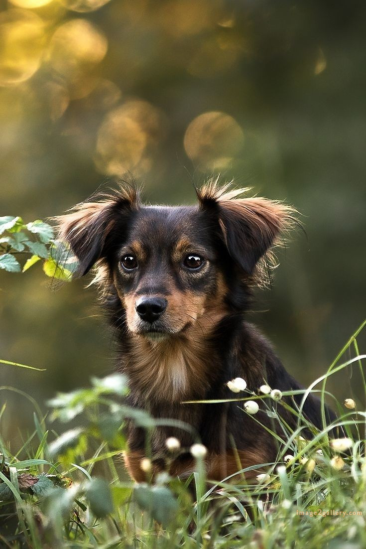 1100+ Dog Images Free Download | Cute Dog Pictures | 360 dog images cute -(12)