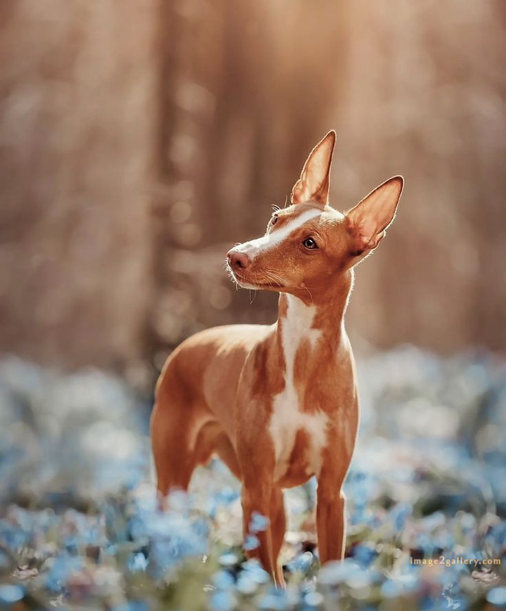1100+ Dog Images Free Download | Cute Dog Pictures | 361 dog images cute -(12)
