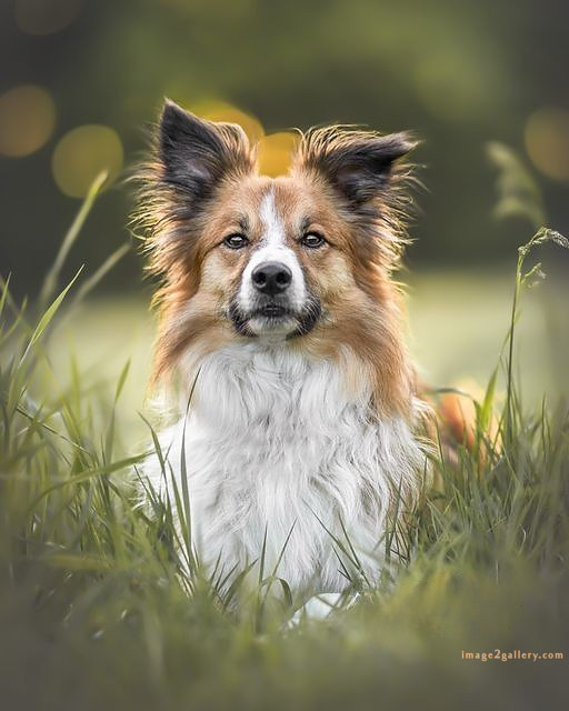 1100+ Dog Images Free Download | Cute Dog Pictures | 362 dog images cute -(14)