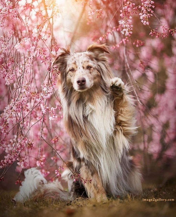 1100+ Dog Images Free Download | Cute Dog Pictures | 363 dog images cute -(15)