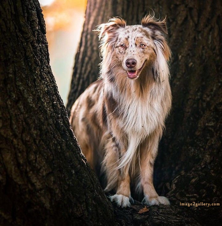 1100+ Dog Images Free Download | Cute Dog Pictures | 364 dog images cute -(16)