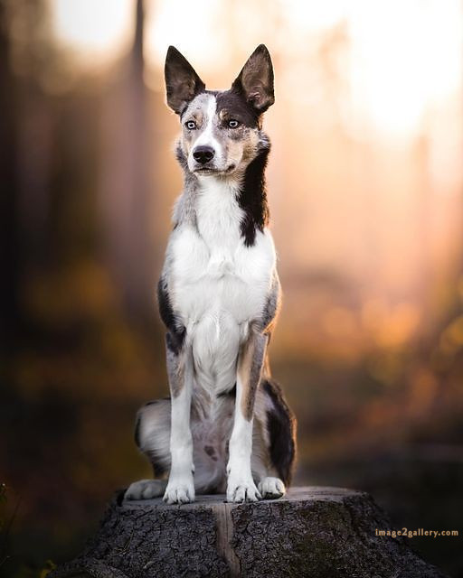 1100+ Dog Images Free Download | Cute Dog Pictures | 359 dog images cute -(17)