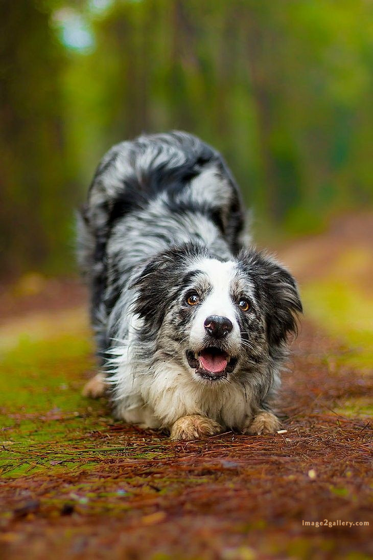 1100+ Dog Images Free Download | Cute Dog Pictures | 358 dog images cute -(18)
