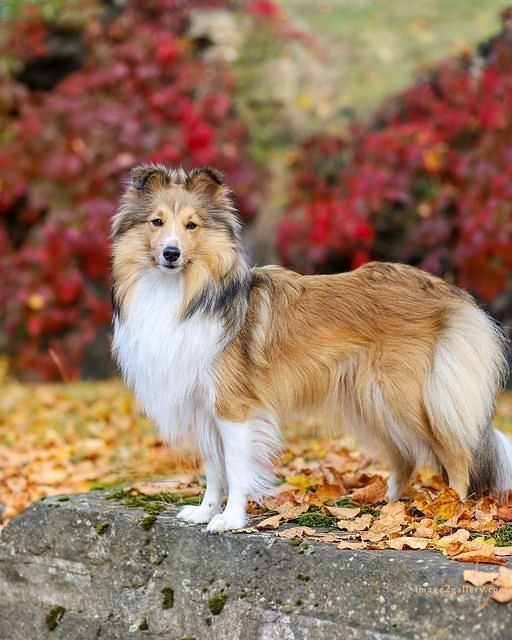1100+ Dog Images Free Download | Cute Dog Pictures | 357 dog images cute -(19)