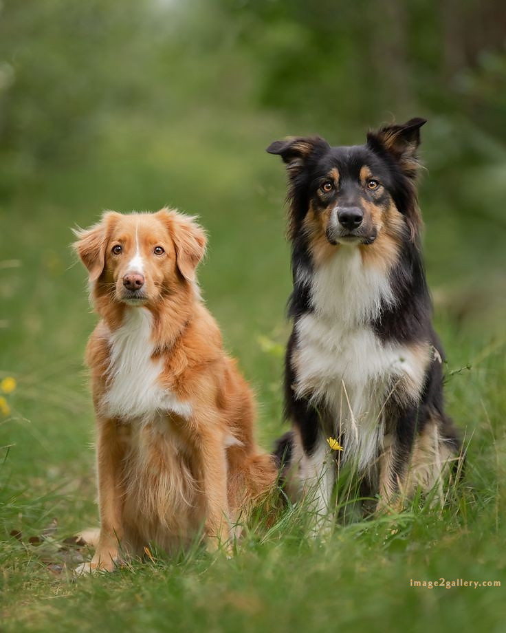 1100+ Dog Images Free Download | Cute Dog Pictures | 370 dog images cute -(2)