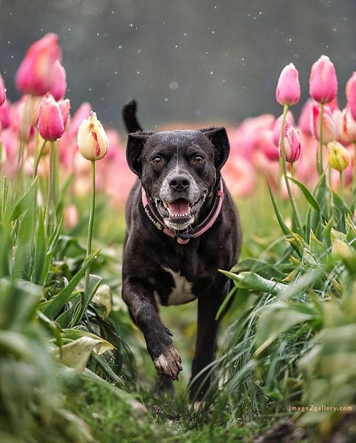 1100+ Dog Images Free Download | Cute Dog Pictures | 355 dog images cute -(21)