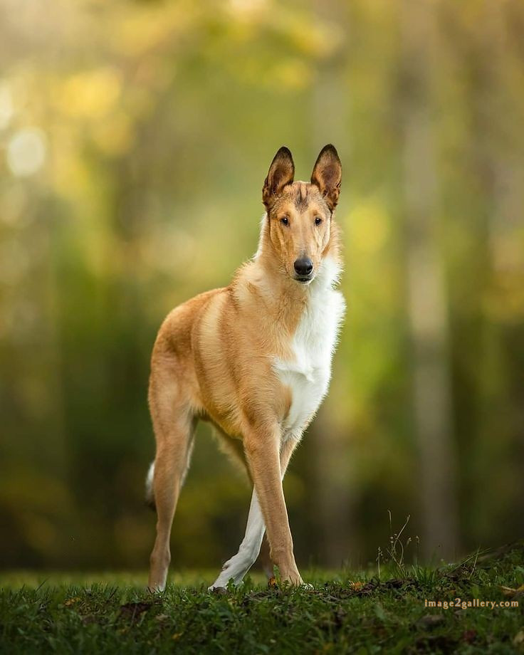 1100+ Dog Images Free Download | Cute Dog Pictures | 350 dog images cute -(22)