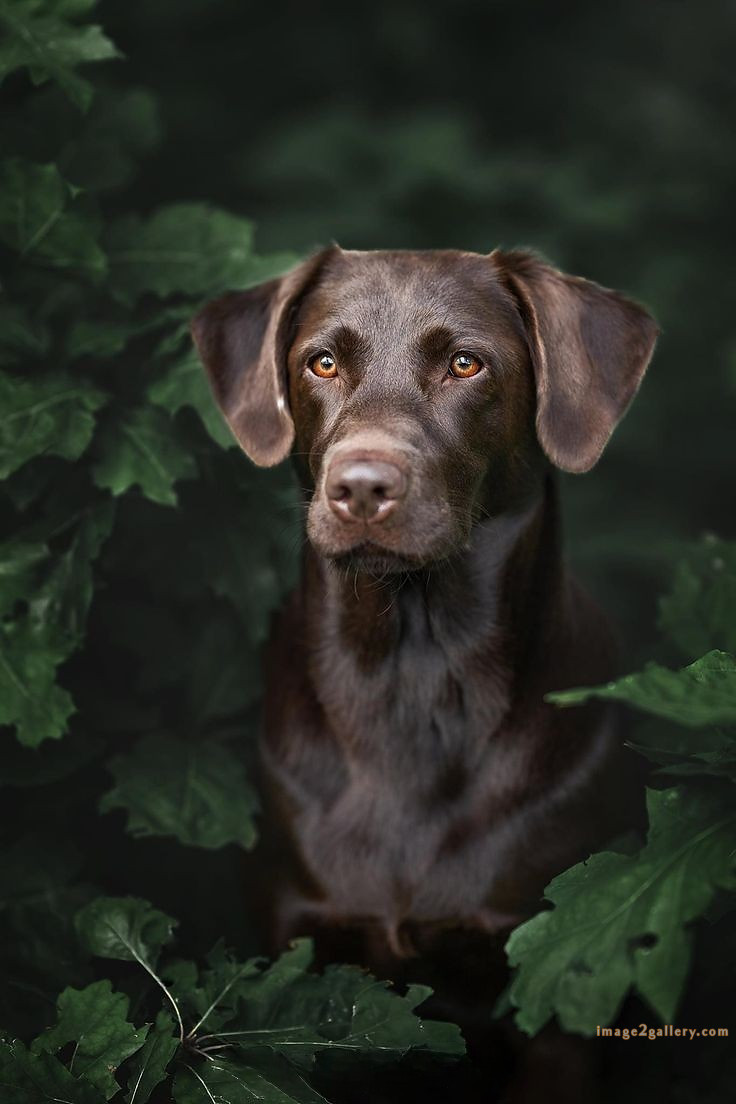 1100+ Dog Images Free Download | Cute Dog Pictures | 351 dog images cute -(23)