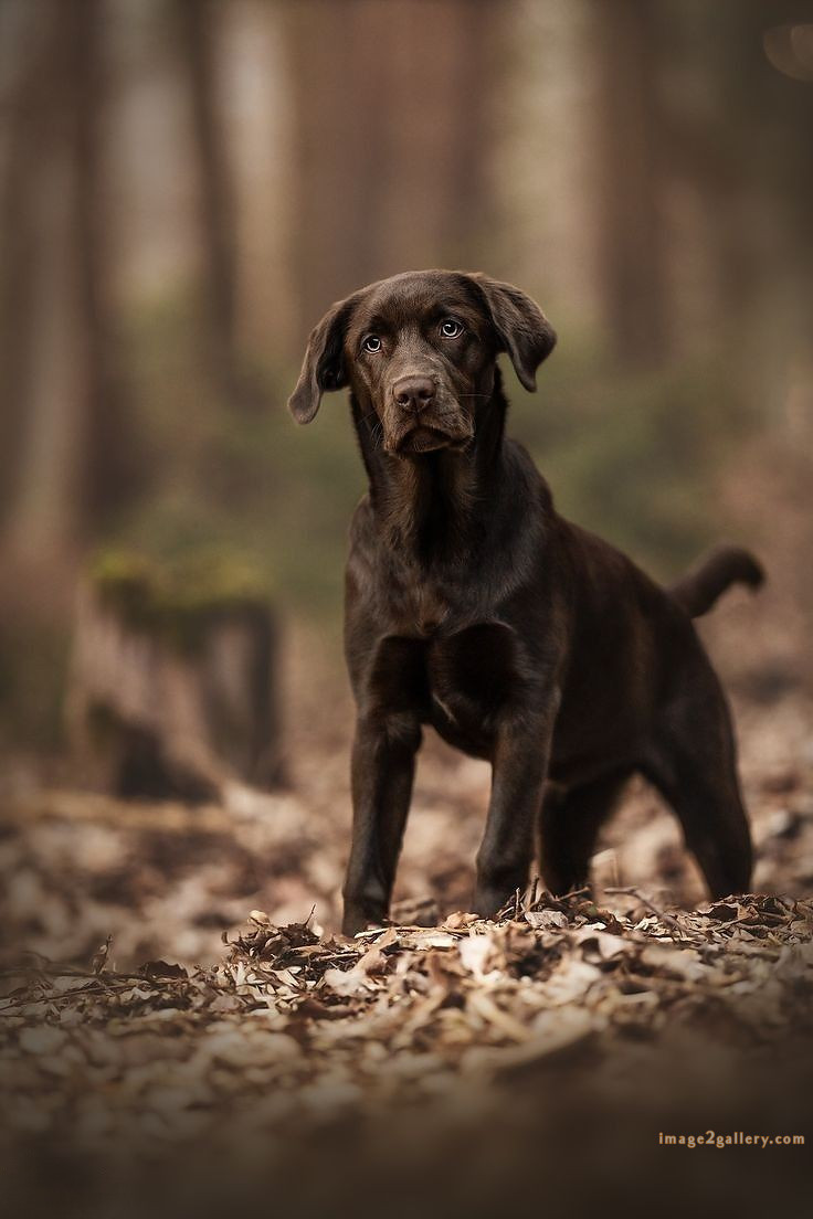 1100+ Dog Images Free Download | Cute Dog Pictures | 352 dog images cute -(24)