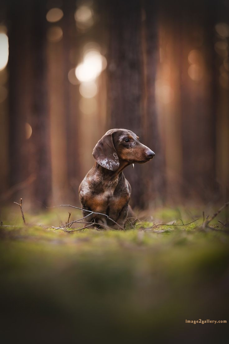 1100+ Dog Images Free Download | Cute Dog Pictures | 353 dog images cute -(25)