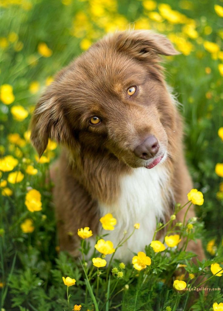 1100+ Dog Images Free Download | Cute Dog Pictures | 354 dog images cute -(26)
