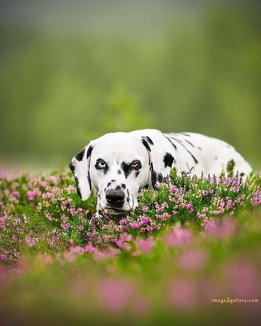 1100+ Dog Images Free Download | Cute Dog Pictures | 372 dog images cute -(4)