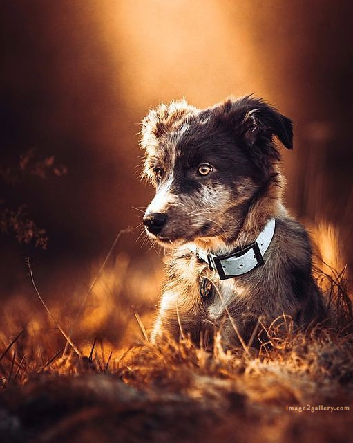 1100+ Dog Images Free Download | Cute Dog Pictures | 368 dog images cute -(8)