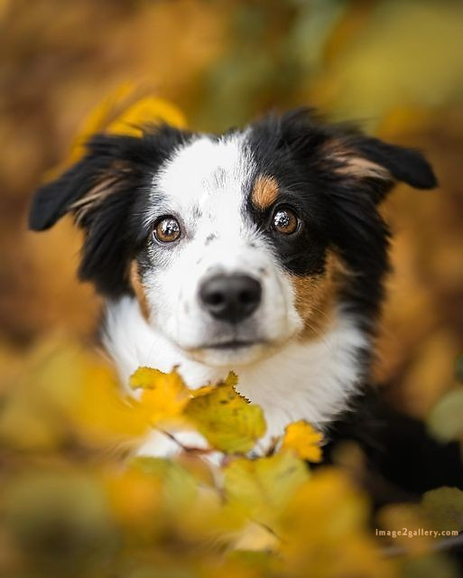 1100+ Dog Images Free Download | Cute Dog Pictures | 367 dog images cute -(9)