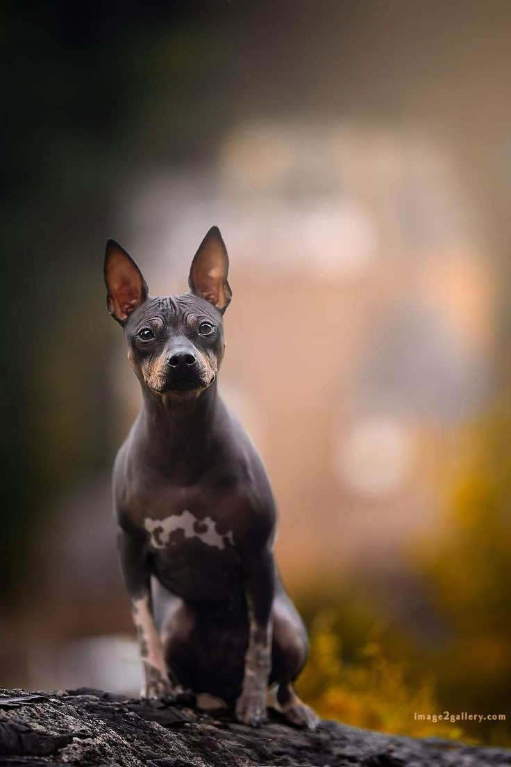 1100+ Dog Images Free Download | Cute Dog Pictures | 321 dog images for dp -