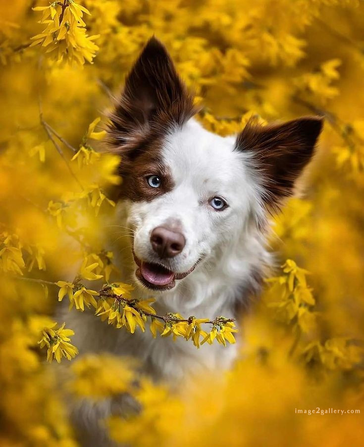 1100+ Dog Images Free Download | Cute Dog Pictures | 339 dog images for dp -(10)