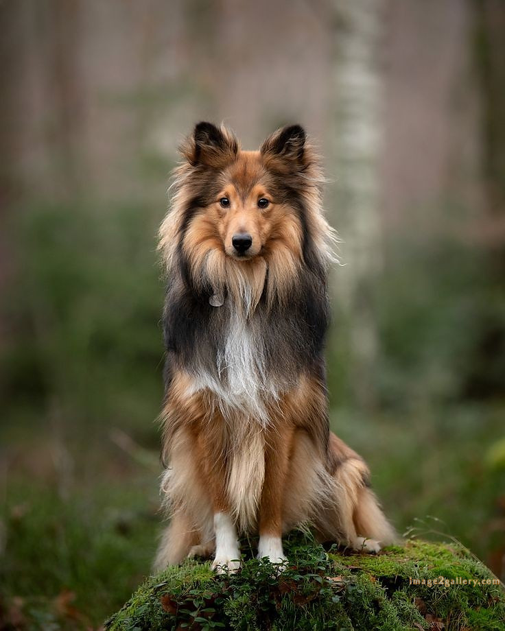 1100+ Dog Images Free Download | Cute Dog Pictures | 338 dog images for dp -(11)