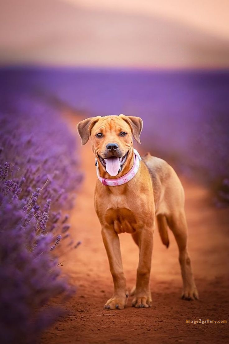 1100+ Dog Images Free Download | Cute Dog Pictures | 332 dog images for dp -(17)