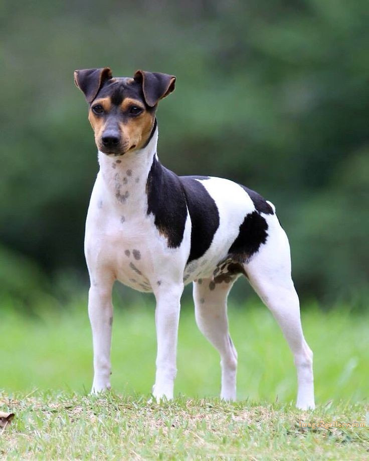 1100+ Dog Images Free Download | Cute Dog Pictures | 333 dog images for dp -(18)