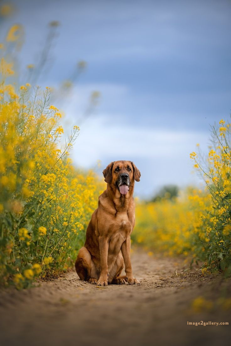 1100+ Dog Images Free Download | Cute Dog Pictures | 334 dog images for dp -(19)