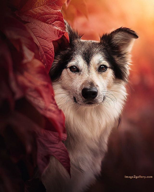 1100+ Dog Images Free Download | Cute Dog Pictures | 328 dog images for dp -(21)