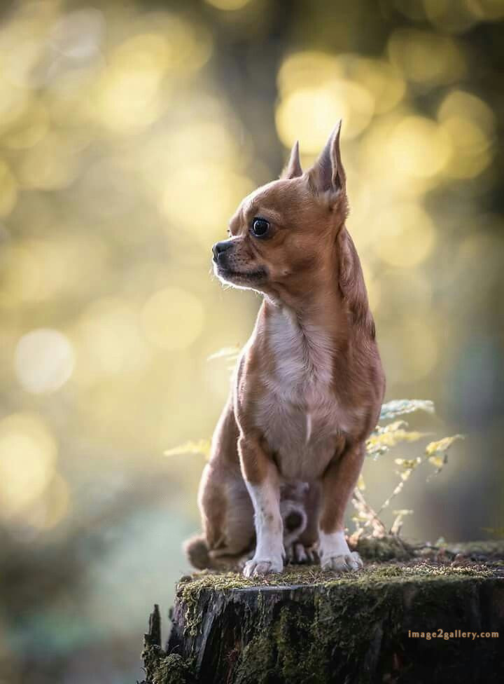1100+ Dog Images Free Download | Cute Dog Pictures | 329 dog images for dp -(22)