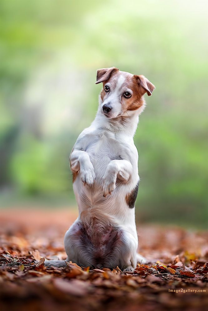 1100+ Dog Images Free Download | Cute Dog Pictures | 349 dog images for dp -(4)