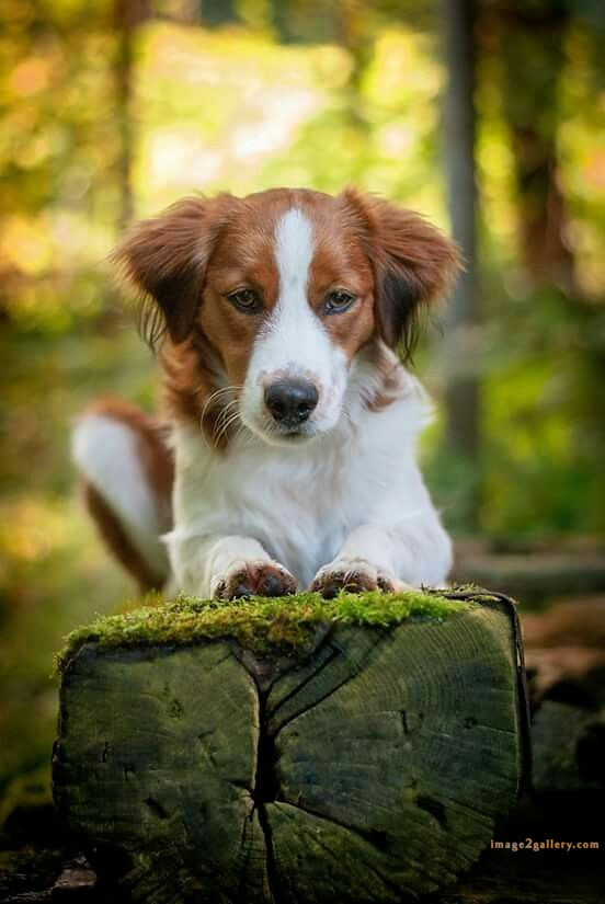 1100+ Dog Images Free Download | Cute Dog Pictures | 340 dog images for dp -(5)