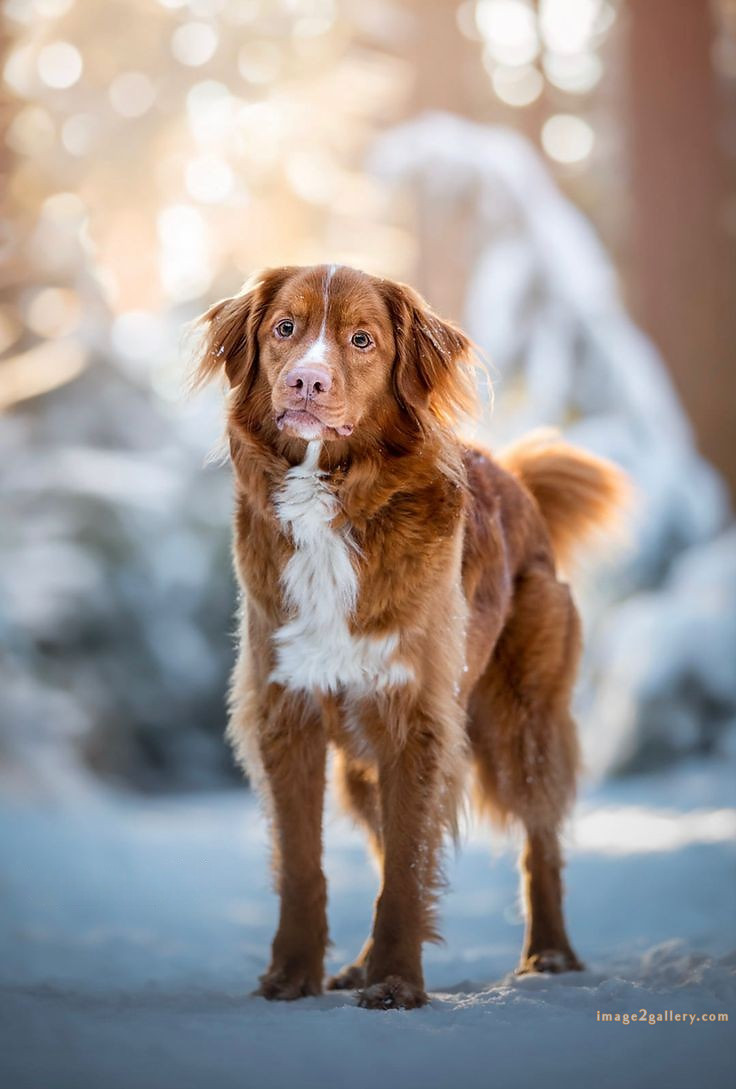 1100+ Dog Images Free Download | Cute Dog Pictures | 341 dog images for dp -(6)