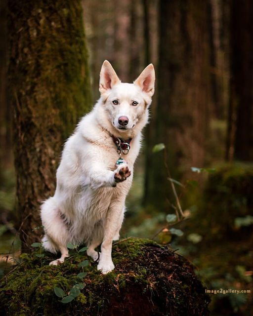 1100+ Dog Images Free Download | Cute Dog Pictures | 343 dog images for dp -(7)