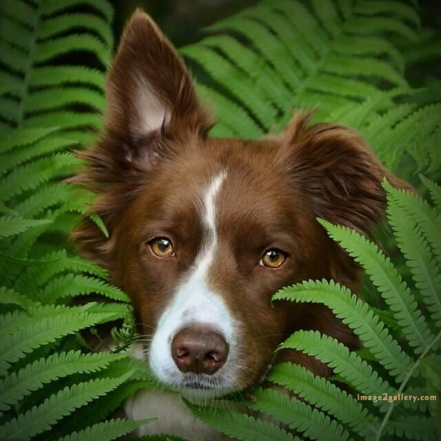 1100+ Dog Images Free Download | Cute Dog Pictures | 322 dog images hd -(1)