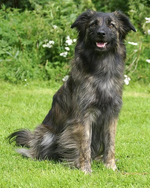 1100+ Dog Images Free Download | Cute Dog Pictures | 311 dog images hd -(9)