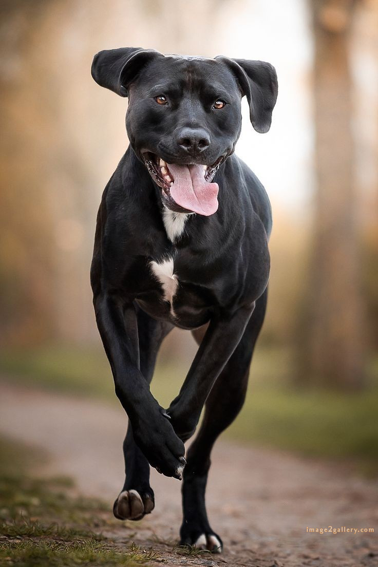 1100+ Dog Images Free Download | Cute Dog Pictures | 273 dog images hd 1080p -