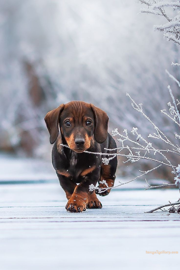1100+ Dog Images Free Download | Cute Dog Pictures | 298 dog images hd 1080p -(1)