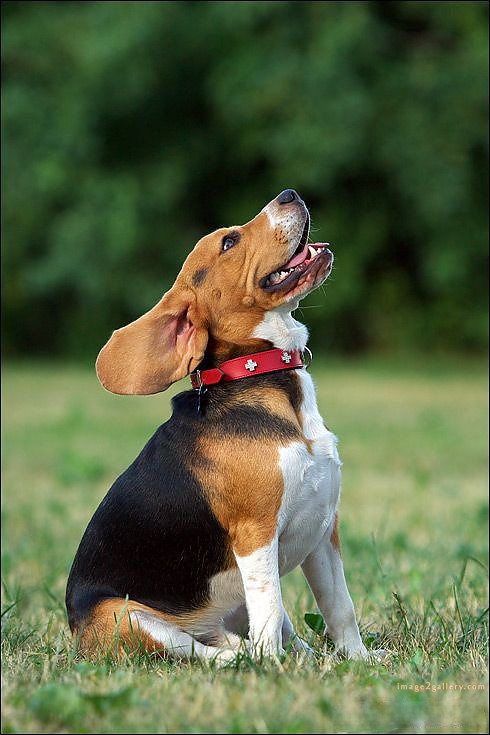 1100+ Dog Images Free Download | Cute Dog Pictures | 289 dog images hd 1080p -(10)
