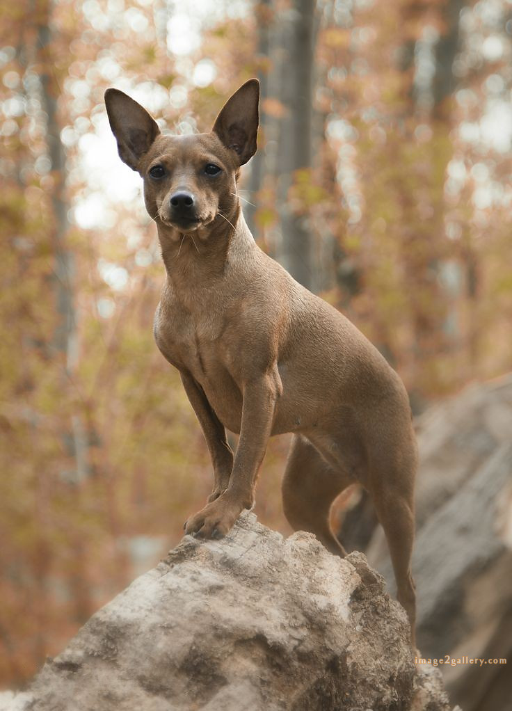 1100+ Dog Images Free Download | Cute Dog Pictures | 288 dog images hd 1080p -(11)