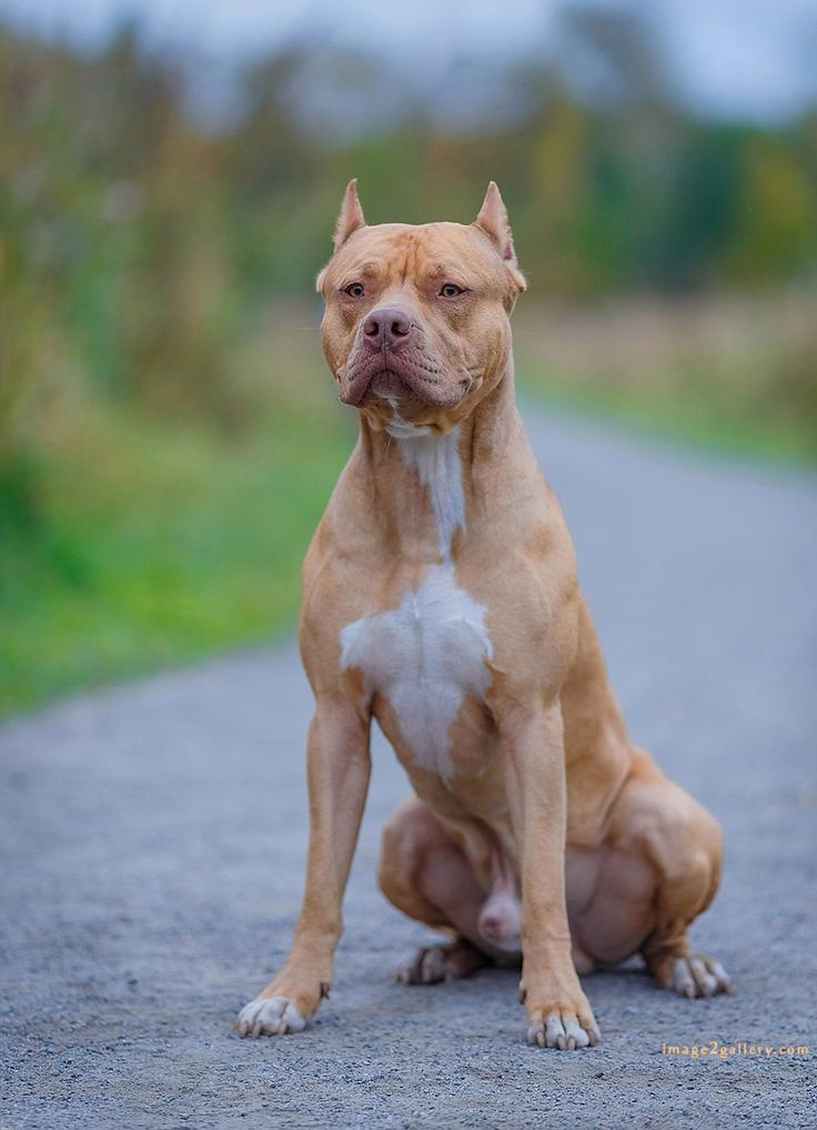 1100+ Dog Images Free Download | Cute Dog Pictures | 287 dog images hd 1080p -(12)
