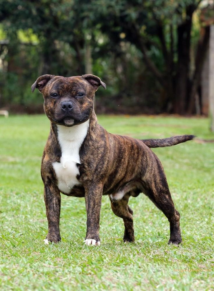 1100+ Dog Images Free Download | Cute Dog Pictures | 281 dog images hd 1080p -(14)