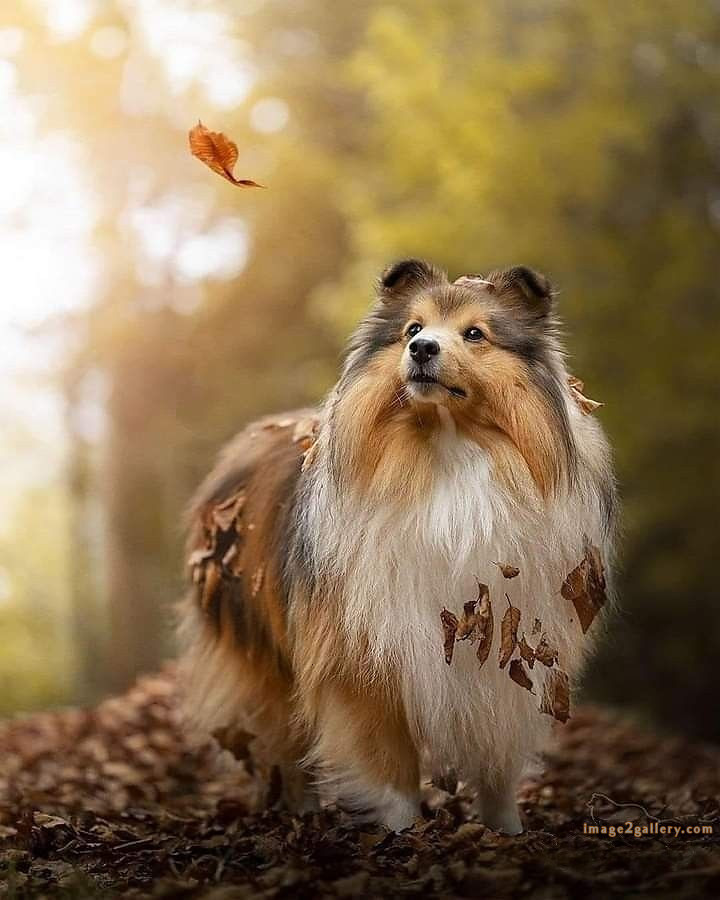 1100+ Dog Images Free Download | Cute Dog Pictures | 283 dog images hd 1080p -(16)